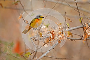 Sulphur-breasted Bushshrike Telophorus sulfureopectus similis, Lake Kariba, Zimbabwe. ORange grey bird sitting on the branch in