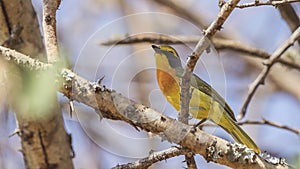 Sulphur-breasted Bushshrike on Tree