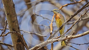 Sulphur-breasted Bushshrike on Tree Branch