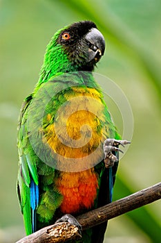Sulphur-Breasted Musk-Parrot Prosopeia personata