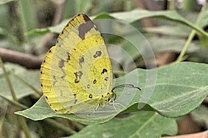 A sulphur butterfly