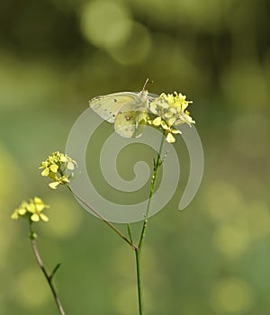 Sulphur butterfly feeding on yellow spring flowers