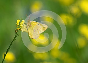 Sulphur butterfly feeding on yellow spring flowers