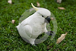 A sulphur-crested cockatoo