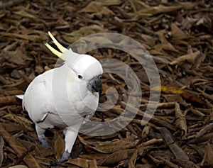 Sulphur crested cockatoo