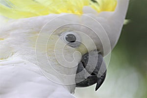 Sulphur Crested Cockatoo