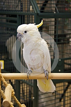 Sulphur Crested Cockatoo