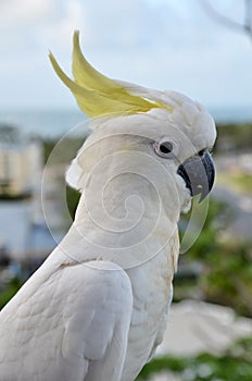 Sulphur-crested Cockatoo