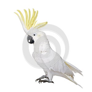 Sulphur-crested Cockatoo (22 years)