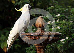 Sulphur crested cockatoo