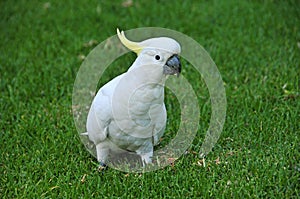 Sulphur Crested Cockatoo