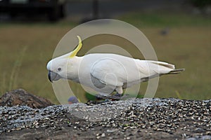 Sulphur-crested Cockatoo