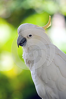 Sulphur-crested cockatoo