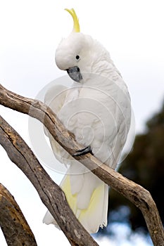 Sulphur-Crested Cockatoo