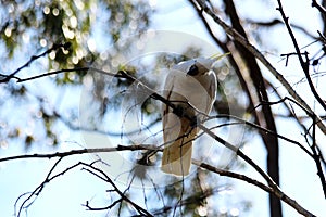 Sulphur Crested Cockatoo