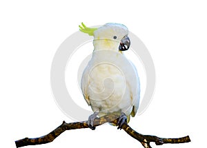 Sulphur-crested cockatoo bird perching on twig, isolated on white background.