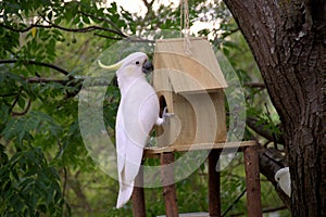 Sulphur crested cockatoo on a birdhouse