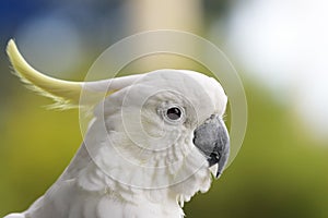 Sulphur-crested Cockatoo (Cacatua galerita)