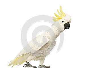Sulphur-crested Cockatoo, Cacatua galerita, 30 years old, with crest up