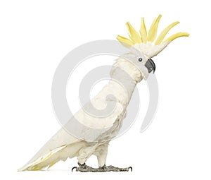 Sulphur-crested Cockatoo, Cacatua galerita, 30 years old, with crest up