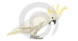Sulphur-crested Cockatoo, Cacatua galerita, 30 years old, with crest up photo