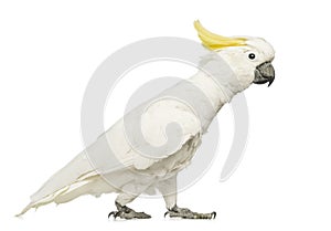 Sulphur-crested Cockatoo, Cacatua galerita, 30 years old, walking