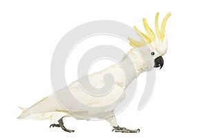 Sulphur-crested Cockatoo, Cacatua galerita, 30 years old, walking with crest up photo