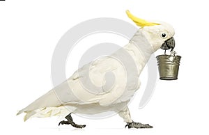 Sulphur-crested Cockatoo, Cacatua galerita, 30 years old, walking and holding a bucket in its beak photo