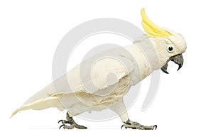 Sulphur-crested Cockatoo, Cacatua galerita, 30 years old, walking with its beak open