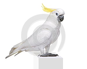 Sulphur-crested Cockatoo - Cacatua galerita