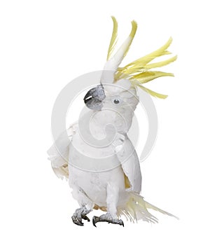 Sulphur-crested Cockatoo - Cacatua galerita