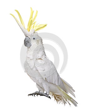 Sulphur-crested Cockatoo - cacatua galerita photo