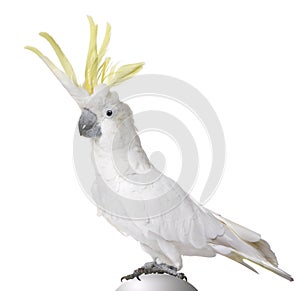 Sulphur-crested Cockatoo - Cacatua galerita photo