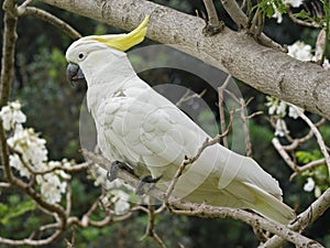 Sulphur-crested Cockatoo (Cacatua galerita) photo