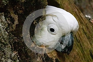 A Sulphur-crested cockatoo Cacatua galerita at a local zoo