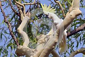 The sulphur crested cockatoo Cacatua galerita is a relatively large white cockatoo found in wooded habitats in Australia and New