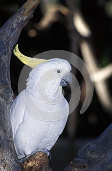 Sulphur-Crested Cockatoo, Cacatua galerita photo