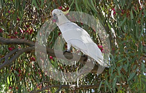 Sulphur Crested Cockatoo dining on ripe gumnuts and fruit berries. photo