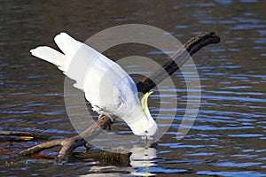 Sulphur-crested Cockatoo drinking