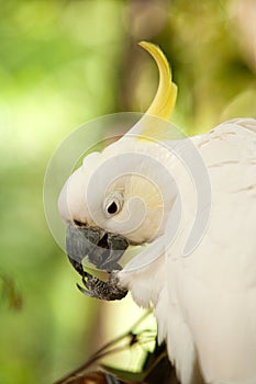 Sulphur-crested cockatoo feeding