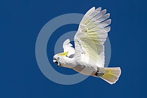 Sulphur-crested Cockatoo flying and crying in the sky