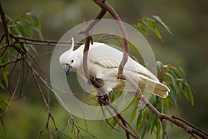 Sulphur crested cockatoo on a gum tree in bush land photo