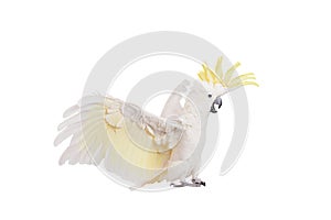 Sulphur-crested Cockatoo, isolated on white