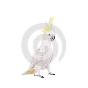 Sulphur-crested Cockatoo, isolated on white