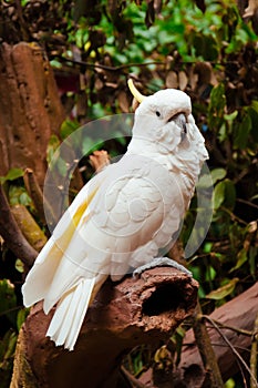 Sulphur Crested Cockatoo on its Perch