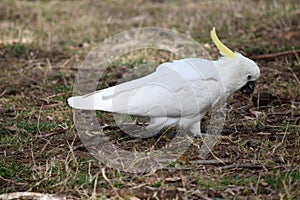 the sulphur crested cockatoo is looking for food