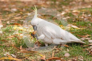 Sulphur crested Cockatoo Parrot in Sydney Park. Royal Botanic Gardens. Eating Food.