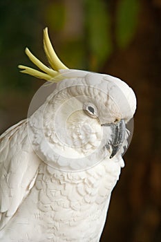 Sulphur-crested cockatoo resting