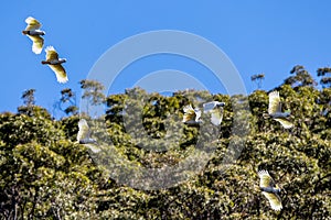 Sulphur-crested Cockatoo\'s in flight