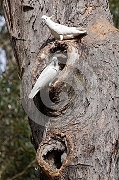 Sulphur-crested Cockatoo`s nesting